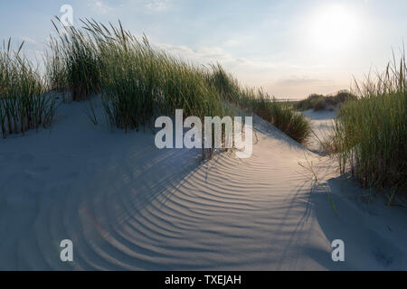 Des dunes de sable peu profondes, surcultivées avec de l'herbe sur l'île de Juist, en mer du Nord, se trouvent en face de la plage, au soleil. Banque D'Images