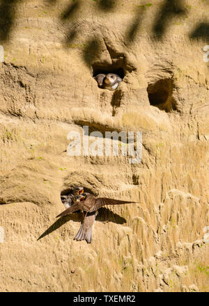 Sand Martins, Riparia riparia, nourrir les oisillons dans un banc de sable au-dessus flotte fluviale, près de Leeds, Dumfries et Galloway, Écosse Banque D'Images