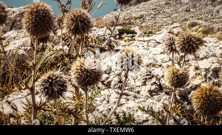 Sur un pic de fleurs sauvages dans les montagnes de Biokovo Makarska Croatie Banque D'Images