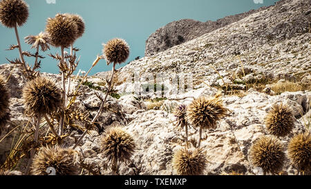 Sur un pic de fleurs sauvages dans les montagnes de Biokovo Makarska Croatie Banque D'Images