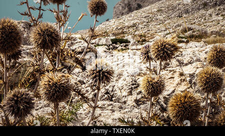 Sur un pic de fleurs sauvages dans les montagnes de Biokovo Makarska Croatie Banque D'Images