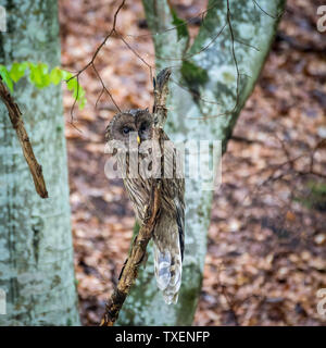 De isolés Ural Owl bird dans la nature- montagnes capétienne Roumanie Banque D'Images