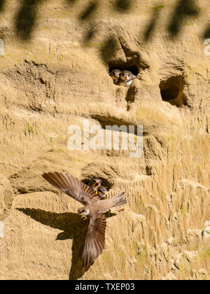 Sand Martins, Riparia riparia, nourrir les oisillons dans un banc de sable au-dessus flotte fluviale, près de Leeds, Dumfries et Galloway, Écosse Banque D'Images