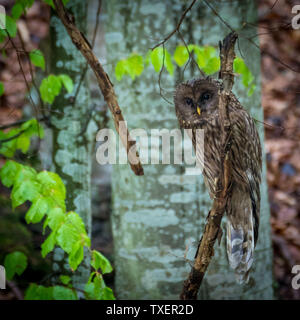 De isolés Ural Owl bird dans la nature- montagnes capétienne Roumanie Banque D'Images