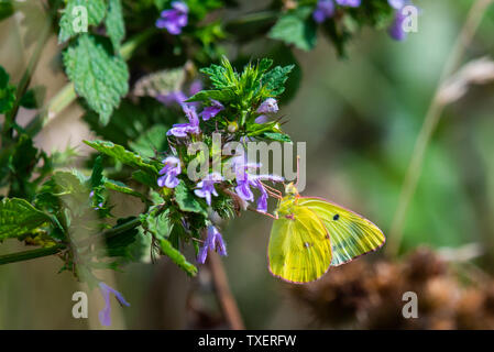 Un superbe papillon jaune assombrie ou Colias croceus necturing sur une fleur pourpre Banque D'Images