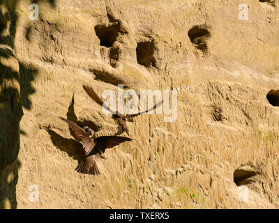 Sand Martins, Riparia riparia, nourrir les oisillons dans un banc de sable au-dessus flotte fluviale, près de Leeds, Dumfries et Galloway, Écosse Banque D'Images