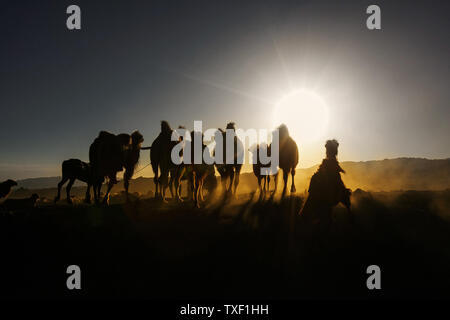 Les chameaux se dirigeant vers les pâturages d'été dans le coucher du soleil à Yili, Xinjiang. Banque D'Images
