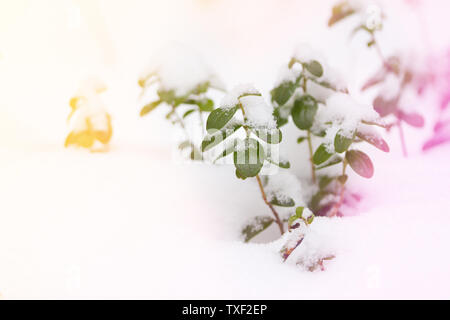 Plantes gelés en hiver. tonique libre Banque D'Images