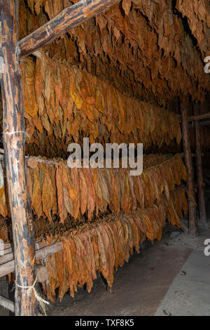 Complet et séchage des feuilles de tabac d'être séchées dans le village rural de San Juan y Martinez, province de Pinar del Rio, Cuba Banque D'Images