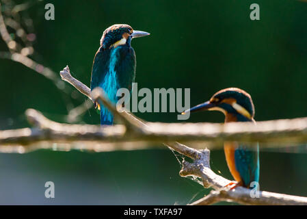 Européen Commun ou Kingfisher Alcedo atthis est assis sur un bâton au-dessus de la rivière et la chasse aux poissons. Cet oiseau de taille moyenne Sparrow a la queue courte typique Banque D'Images