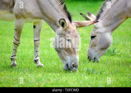 Couple d'âne sauvage de Somalie Equus asinus Somalicus au pâturage Banque D'Images