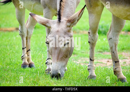 Âne sauvage de Somalie Equus asinus Somalicus au pâturage Banque D'Images