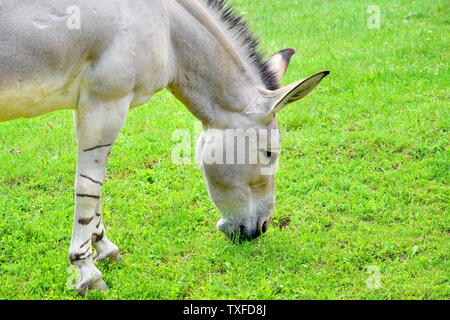 Âne sauvage de Somalie Equus asinus Somalicus Mange de l'herbe dans la nature Banque D'Images