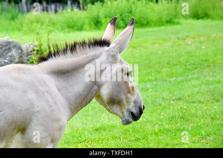 Âne sauvage de Somalie Equus asinus Somalicus Portrait dans la nature Banque D'Images