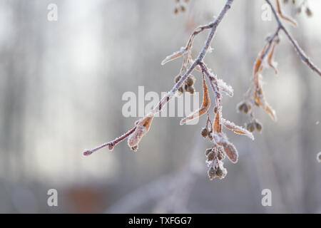 Plantes gelés en hiver. tonique libre Banque D'Images