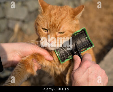 Femme combinant un chat rouge l'extérieur. Focus sélectif. Banque D'Images