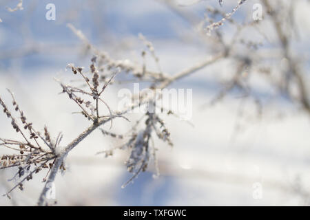 Plantes gelés en hiver. tonique libre Banque D'Images