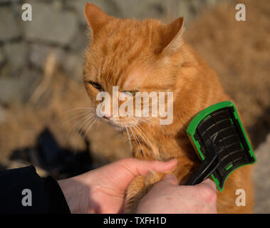 Femme combinant un chat rouge l'extérieur. Focus sélectif. Banque D'Images