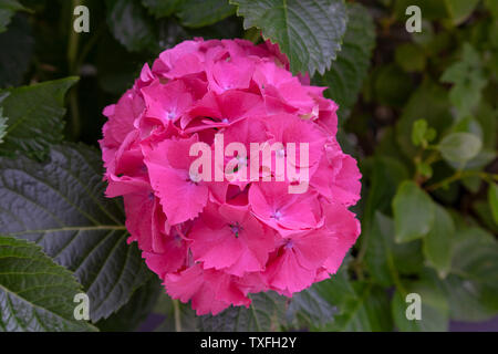 Une fleur rose foncé de l'Hydrangea macrophylla connu sous le nom de 'Sibylla'. Cet arbuste compact est robuste et florifère. Fleur rose foncé d 'hortensia. Banque D'Images