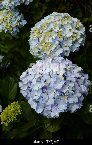 L'Hydrangea flower, Close up portrait nature, Santana, Madeira, Portugal Banque D'Images