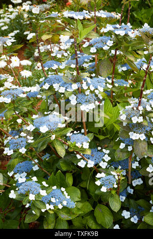 L'Hydrangea flower, Close up portrait nature, Santana, Madeira, Portugal Banque D'Images