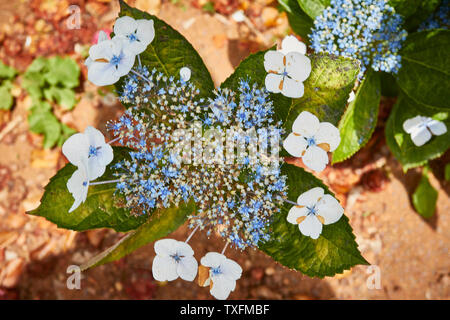 L'Hydrangea flower, Close up portrait nature, Santana, Madeira, Portugal Banque D'Images