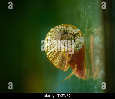 Escargot sur une surface de verre dans un aquarium. Focus sélectif. Banque D'Images