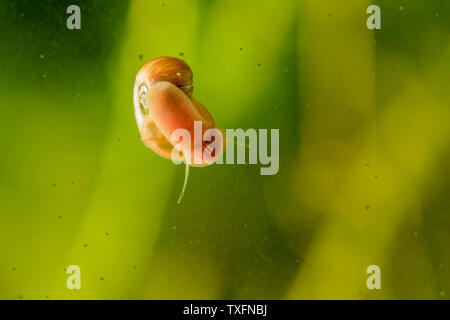 Escargot sur une surface de verre dans un aquarium. Focus sélectif. Banque D'Images