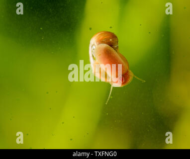 Escargot sur une surface de verre dans un aquarium. Focus sélectif. Banque D'Images