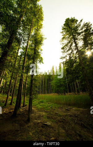 Mighty forêt de hêtres en été. Foreste Casentinesi National Park, Arezzo, Toscane, Italie. vertical shot, lumière dorée. Banque D'Images