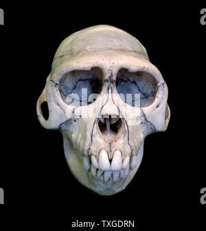 Crâne de Macaques Rhésus (Macaca mulatta). Datée 1780 Banque D'Images
