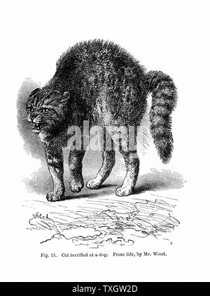 Chat effrayé par un chien de Charles Darwin 'l'expression et les émotions de l'homme et des animaux" Gravure 1872 Londres Banque D'Images