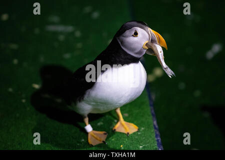 Les macareux au cours de temps d'alimentation à l'hôtel centre de sauvetage des macareux au Sea Life Trust Béluga Sanctuaire sur l'île de Heimaey en Islande. Chaque année, les enfants et leurs familles le sauvetage des milliers d'oiseaux blessés, dont beaucoup sont pufflings bébé, qui se confondre par les lumières de la ville et sont en difficulté au cours de la migration. Banque D'Images