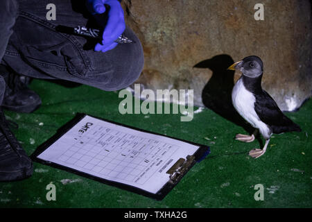 Les macareux au cours de temps d'alimentation à l'hôtel centre de sauvetage des macareux au Sea Life Trust Béluga Sanctuaire sur l'île de Heimaey en Islande. Chaque année, les enfants et leurs familles le sauvetage des milliers d'oiseaux blessés, dont beaucoup sont pufflings bébé, qui se confondre par les lumières de la ville et sont en difficulté au cours de la migration. Banque D'Images