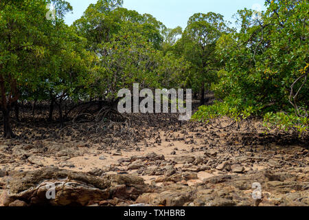 Les racines des arbres dans les mangroves sont des zones de bord de mer s'emmêlent. Banque D'Images