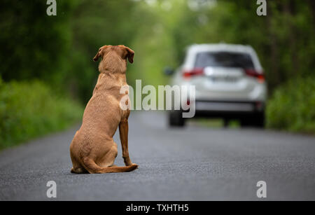 Chien abandonné sur la route Banque D'Images
