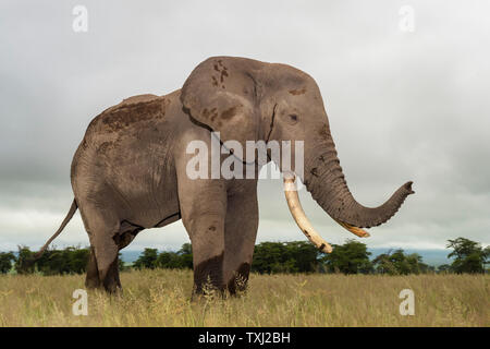 L'éléphant africain (Loxodonta africana) bull a proximité, comité permanent sur l'odeur de savane, avec tronc, parc national d'Amboseli, au Kenya. Banque D'Images