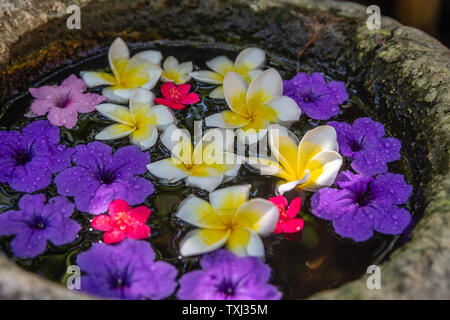 Fleurs de frangipanier et Pétunia mexicain flottant dans l'eau dans un bol en pierre. Bali, Indonésie. Banque D'Images