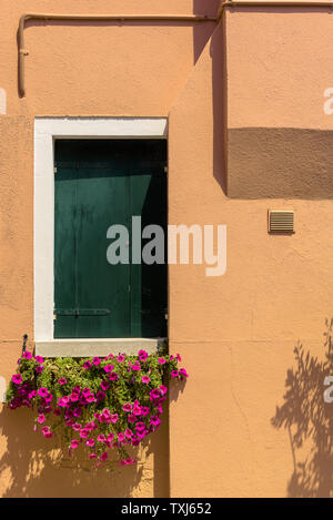 Volets vert avec fleurs violettes sur un mur de façade de maison jaune, Burano, Italie Banque D'Images
