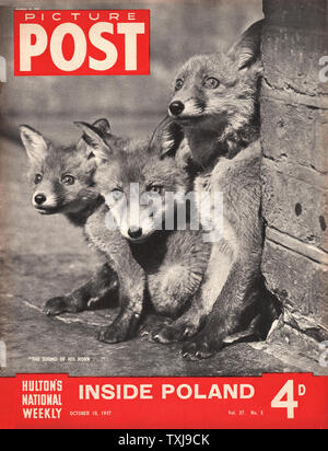 1947 Photo Post magazine front page montrant trois renards Banque D'Images