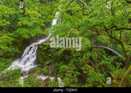 Passerelle et cascade sur la Mynach Falls, Pont du Diable, la vallée de Rheidol, Ceredigion, pays de Galles Banque D'Images