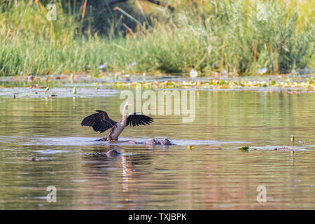 Un africain vert, Anhinga rufa, l'atterrissage sur un hippopotame dans l'eau Banque D'Images