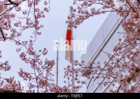 Drapeau japonais (également connu sous le nom de Sun-Mark drapeau, Nisshōki ou Hinomaru) dans le vent grâce à fleur de cerisier, ou arbres de sakura Banque D'Images