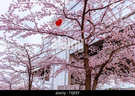 Drapeau japonais (également connu sous le nom de Sun-Mark drapeau, Nisshōki ou Hinomaru) dans le vent grâce à fleur de cerisier, ou arbres de sakura Banque D'Images