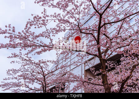 Drapeau japonais (également connu sous le nom de Sun-Mark drapeau, Nisshōki ou Hinomaru) dans le vent grâce à fleur de cerisier, ou arbres de sakura Banque D'Images