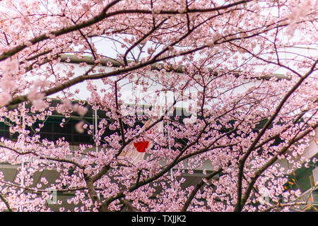 Drapeau japonais (également connu sous le nom de Sun-Mark drapeau, Nisshōki ou Hinomaru) dans le vent grâce à fleur de cerisier, ou arbres de sakura Banque D'Images