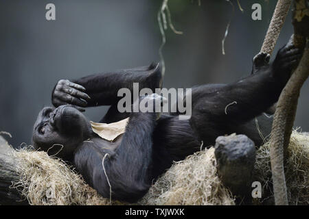 Binti Jua, un 25-year-old gorille de plaine de l'ouest et grand-mère d'un nouveau-né de sexe féminin, se détend dans son habitat au Zoo de Brookfield's Tropic World pièce à Brookfield, Wisconsin, le 6 novembre 2013. L'enfant est né le 4 novembre à 18 ans de la région de Chicago à Koola zoo. En 1996, un garçon de trois ans tombé dans l'habitat des gorilles au zoo et Binti Jua le protège de la d'autres animaux et l'emmena en toute sécurité à une porte d'accès où les ambulanciers l'attendaient. UPI/Brian Kersey Banque D'Images