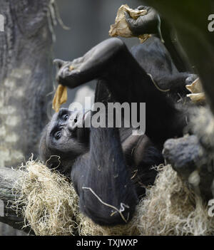 Binti Jua, un 25-year-old gorille de plaine de l'ouest et grand-mère d'un nouveau-né de sexe féminin, se détend dans son habitat au Zoo de Brookfield's Tropic World pièce à Brookfield, Wisconsin, le 6 novembre 2013. L'enfant est né le 4 novembre à 18 ans de la région de Chicago à Koola zoo. En 1996, un garçon de trois ans tombé dans l'habitat des gorilles au zoo et Binti Jua le protège de la d'autres animaux et l'emmena en toute sécurité à une porte d'accès où les ambulanciers l'attendaient. UPI/Brian Kersey Banque D'Images