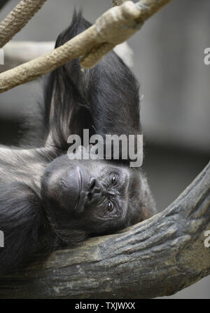 Binti Jua, un 25-year-old gorille de plaine de l'ouest et grand-mère d'un nouveau-né de sexe féminin, se détend dans son habitat au Zoo de Brookfield's Tropic World pièce à Brookfield, Wisconsin, le 6 novembre 2013. L'enfant est né le 4 novembre à 18 ans de la région de Chicago à Koola zoo. En 1996, un garçon de trois ans tombé dans l'habitat des gorilles au zoo et Binti Jua le protège de la d'autres animaux et l'emmena en toute sécurité à une porte d'accès où les ambulanciers l'attendaient. UPI/Brian Kersey Banque D'Images