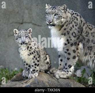 Sarani (R) se distingue avec un de ses deux quatre mois femme snow leopard cubs comme les Cubs font leurs débuts à au Zoo de Brookfield, le 7 octobre 2015 à Brookfield, Connecticut. Les deux oursons sont nés à 4 ans, mère Sarani et 5 ans père Sabu le 16 juin 2015 au zoo de la banlieue de Chicago dans le cadre d'une liaison basée sur une recommandation de l'Association des Zoos et Aquariums' Snow Leopard Plan de survie des espèces pour aider à accroître la diversité génétique et géographique de la stabilité de la population de cette espèce en voie de disparition. Photo de Brian Kersey/UPI Banque D'Images